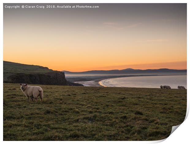 Sheep enjoying the sunset  Print by Ciaran Craig