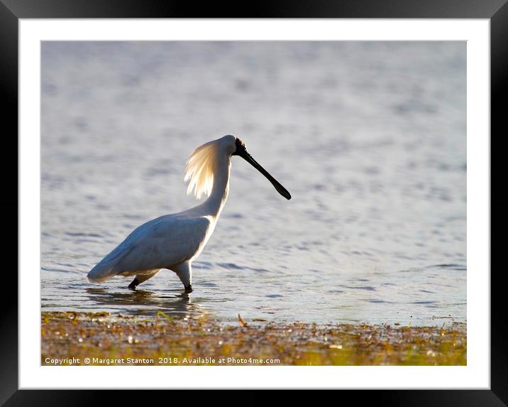 Royal Spoonbill Framed Mounted Print by Margaret Stanton