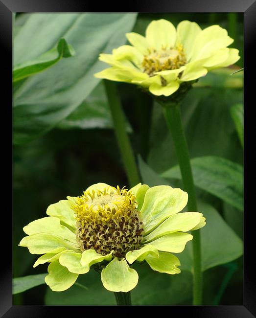 Zinnia Elegans Framed Print by Lauren Meyerink