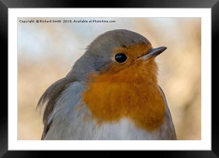 Robin redbreast profile portrait Framed Mounted Print by Richard Smith