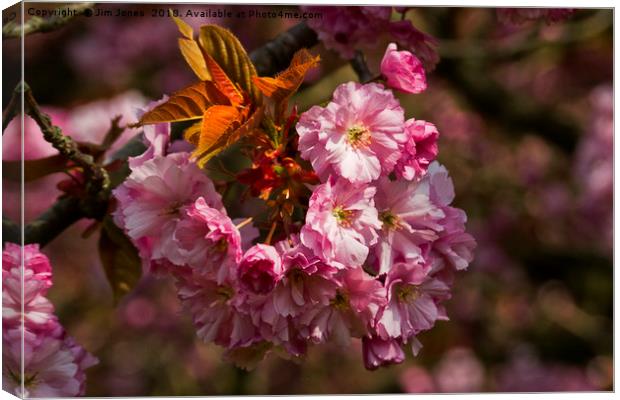 Cherry Blossom in sunshine Canvas Print by Jim Jones