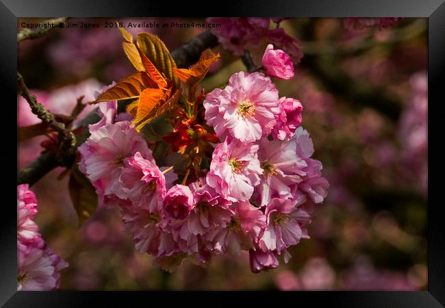 Cherry Blossom in sunshine Framed Print by Jim Jones
