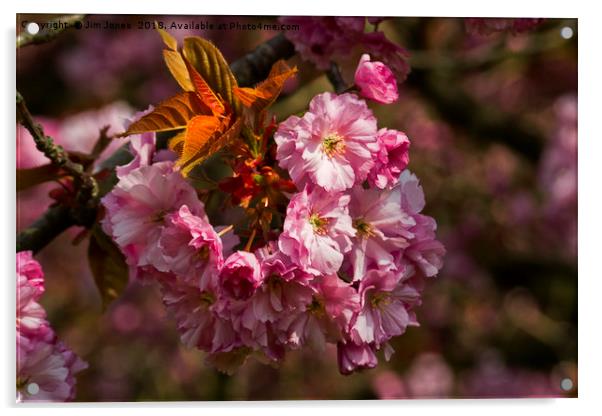 Cherry Blossom in sunshine Acrylic by Jim Jones