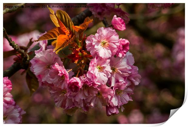 Cherry Blossom in sunshine Print by Jim Jones