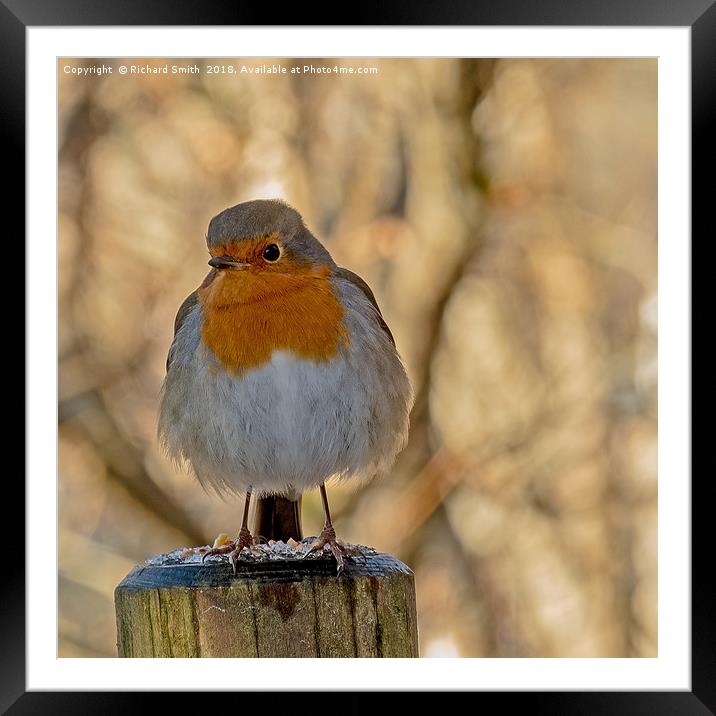 Robin redbreast (Erithacus rubecula) #3 Framed Mounted Print by Richard Smith