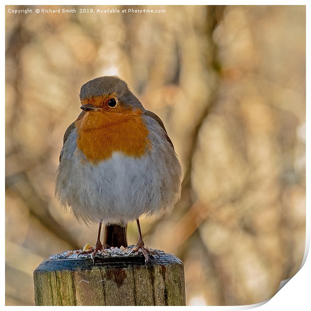 Robin redbreast (Erithacus rubecula) #3 Print by Richard Smith