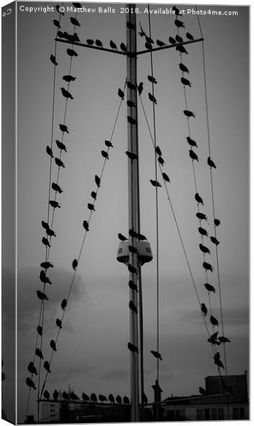 Starlings set sail Canvas Print by Matthew Balls