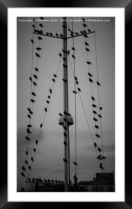 Starlings set sail Framed Mounted Print by Matthew Balls