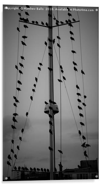 Starlings set sail Acrylic by Matthew Balls