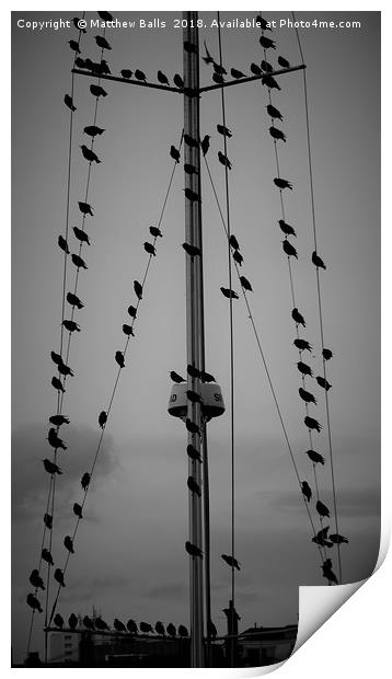 Starlings set sail Print by Matthew Balls