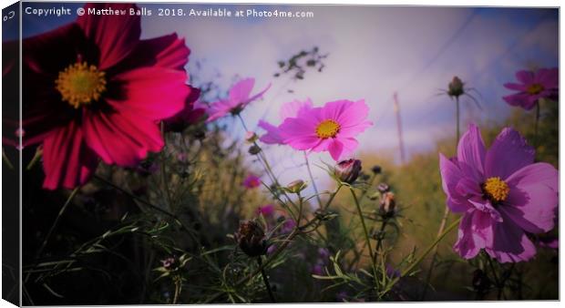    Red and Blue Flowers Canvas Print by Matthew Balls