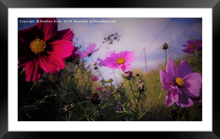    Red and Blue Flowers Framed Mounted Print by Matthew Balls