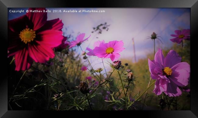    Red and Blue Flowers Framed Print by Matthew Balls