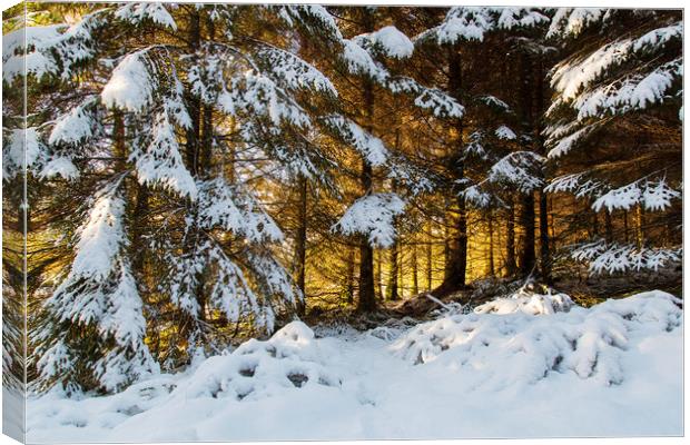 Winter Woodland Sunset  Canvas Print by Jackie Davies