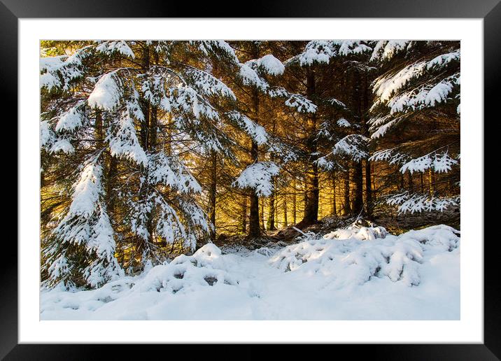 Winter Woodland Sunset  Framed Mounted Print by Jackie Davies