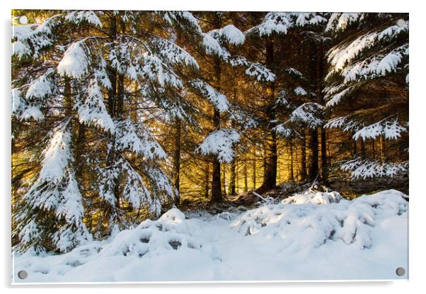 Winter Woodland Sunset  Acrylic by Jackie Davies