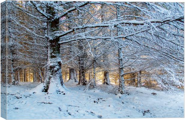 Snowscape in the forest at sunset Canvas Print by Jackie Davies