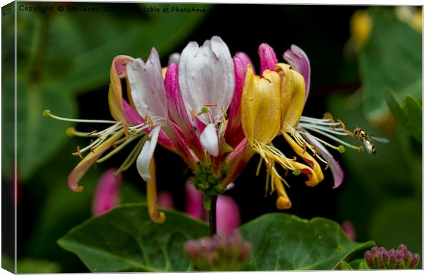 Honeysuckle and Hoverfly Canvas Print by Jim Jones