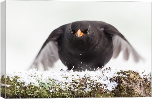 Blackbird close up landing in winter Canvas Print by Simon Bratt LRPS