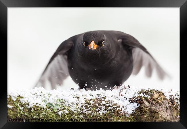 Blackbird close up landing in winter Framed Print by Simon Bratt LRPS