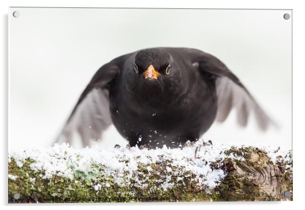 Blackbird close up landing in winter Acrylic by Simon Bratt LRPS