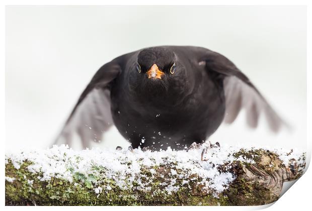 Blackbird close up landing in winter Print by Simon Bratt LRPS
