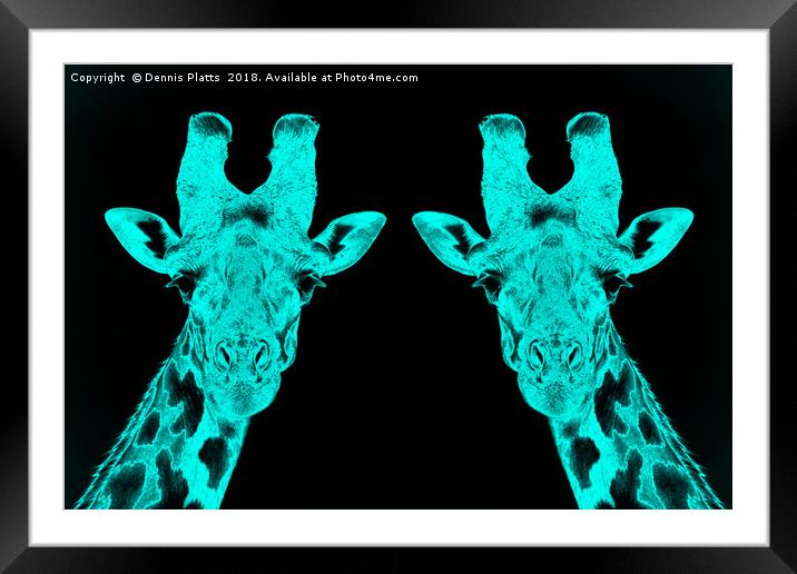 Giraffe Twins in Blue Framed Mounted Print by Dennis Platts