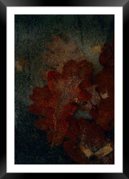 Frozen oak leafs Framed Mounted Print by Doug McRae