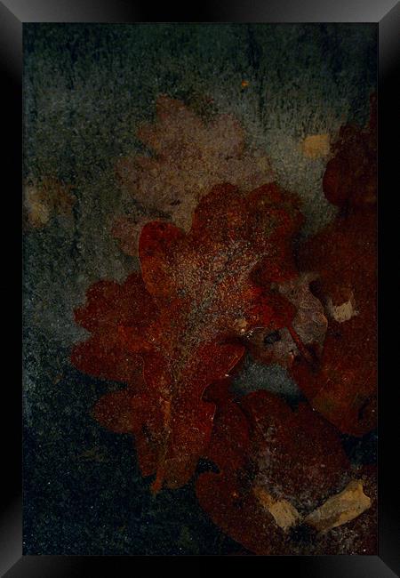 Frozen oak leafs Framed Print by Doug McRae