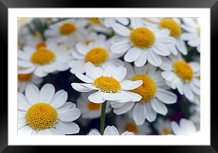          Daisies                       Framed Mounted Print by Anthony Kellaway