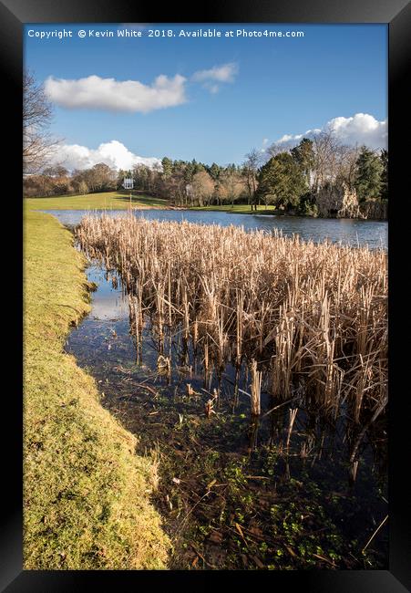 Springtime at the reed beds Framed Print by Kevin White