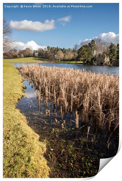 Springtime at the reed beds Print by Kevin White