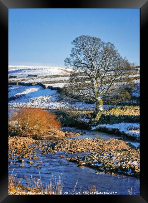 "Tree at Rookhope Burn" Framed Print by ROS RIDLEY