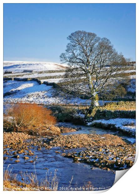 "Tree at Rookhope Burn" Print by ROS RIDLEY