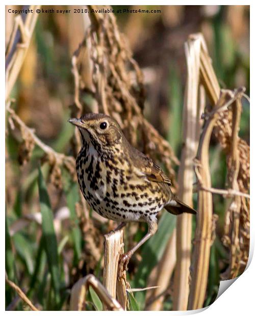 Meadow Pipit Print by keith sayer