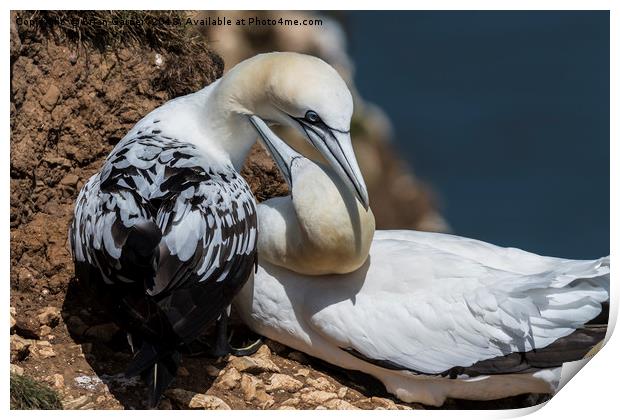 Northern Gannets at Bempton Cliffs Print by Brian Garner