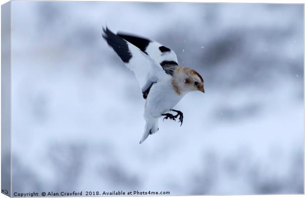Snow Bunting, Cairngorms Canvas Print by Alan Crawford