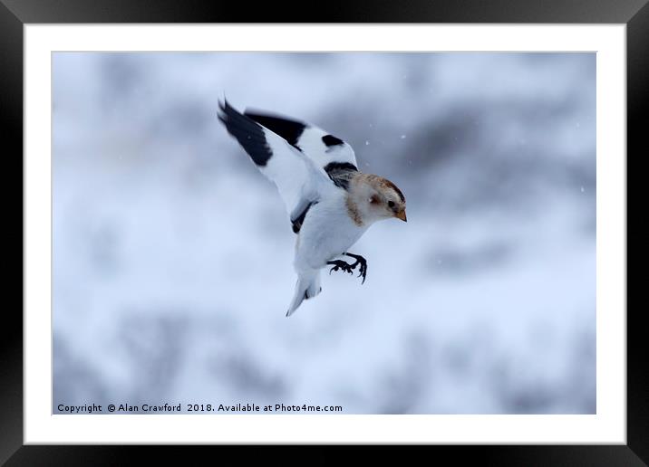 Snow Bunting, Cairngorms Framed Mounted Print by Alan Crawford