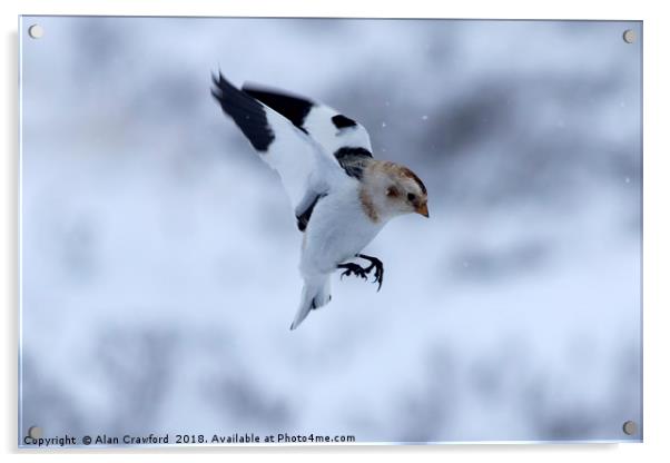 Snow Bunting, Cairngorms Acrylic by Alan Crawford