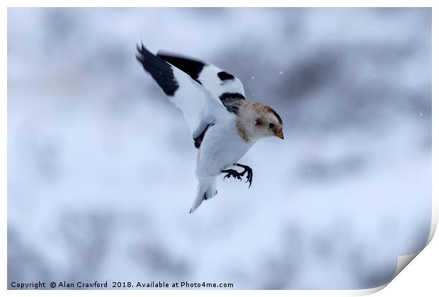 Snow Bunting, Cairngorms Print by Alan Crawford
