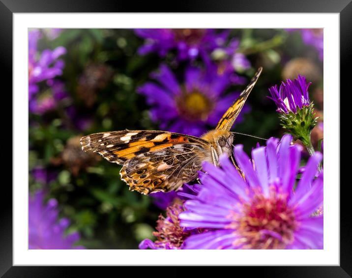 The Eye of the Painted Lady (Vanessa Cardui) Framed Mounted Print by Colin Allen