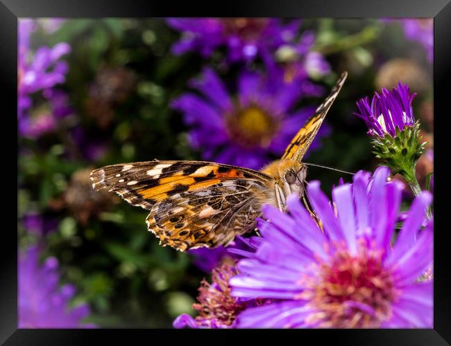 The Eye of the Painted Lady (Vanessa Cardui) Framed Print by Colin Allen
