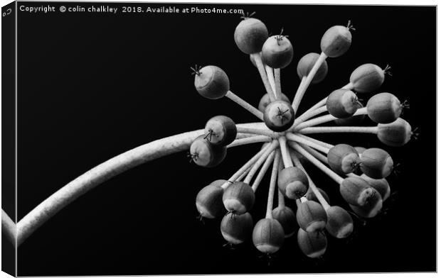 Castor Oil Plant Seed Pods - Natural Lighting Canvas Print by colin chalkley