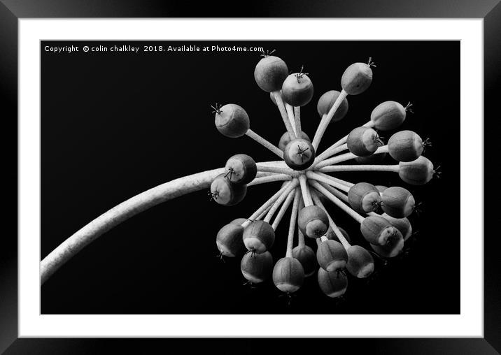 Castor Oil Plant Seed Pods - Natural Lighting Framed Mounted Print by colin chalkley