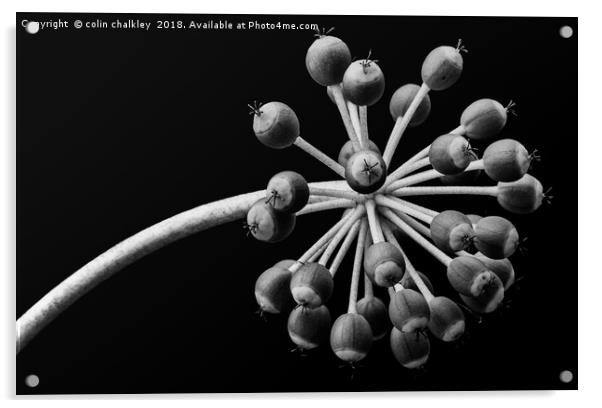 Castor Oil Plant Seed Pods - Natural Lighting Acrylic by colin chalkley