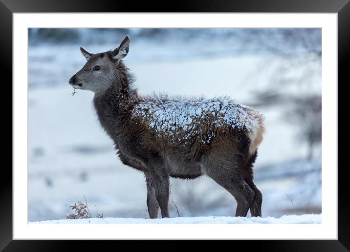 Red Deer Hind In The Snow Framed Mounted Print by Derek Beattie
