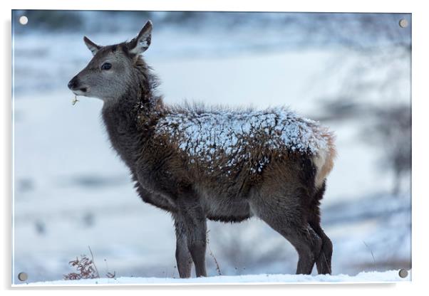 Red Deer Hind In The Snow Acrylic by Derek Beattie