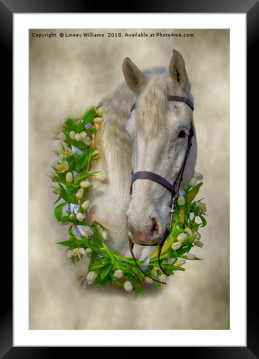 Horse 1 Framed Mounted Print by Linsey Williams
