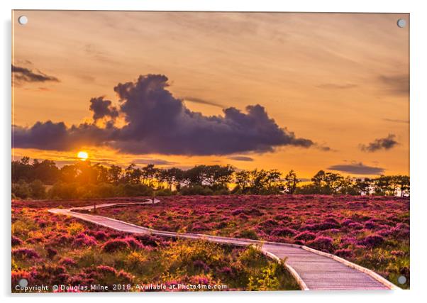 Red Moss Sunset Acrylic by Douglas Milne