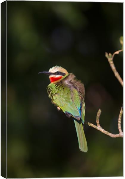White-fronted bee-eater Canvas Print by Villiers Steyn